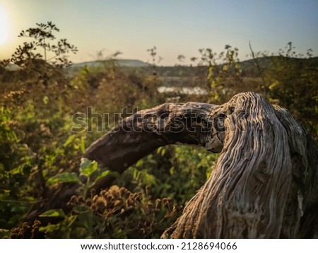Piece of wood lying in forest. Picture best suited for wallpapers and backgrounds. Also can be used for web designing, voucher design and tourism industry advertisement