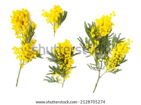 twig of mimosa tree isolated on white background, top view Royalty-Free Stock Photo #2128705274