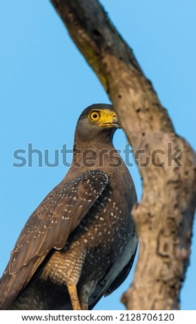 Sri Lankan eagle bird peeping to the camera