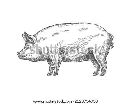 Sketch of a pig. Vector vintage illustration hand drawn large fat pig isolated on white background.  Royalty-Free Stock Photo #2128734938