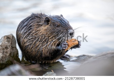 The nutria sits on the bank of the foot and is looking for food.