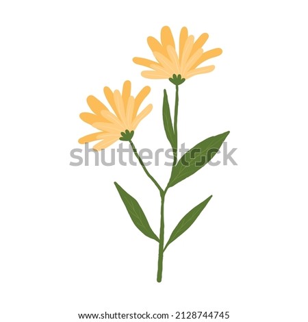hand drawn calendula. flowering plant with green leaves isolated on white background. vector illustration with a flower. Royalty-Free Stock Photo #2128744745