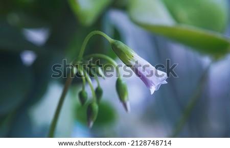                      White bell flower buds, macro image     