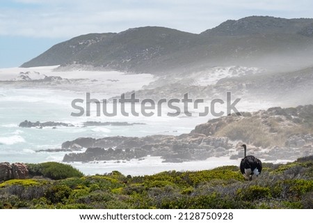 An ostrich walks in front of the sea at Cape Point in Cape Town