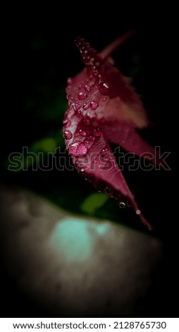 Beautiful macro edited photo of rose leaf
