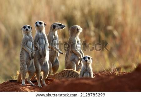 Meerkat in Addo Elephant National Park