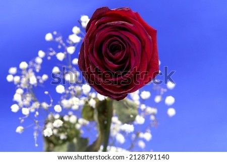 Red rose with withered petals on blue background