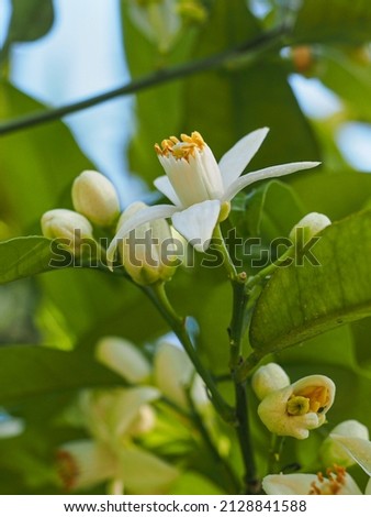Citrus aurantium or Bitter Orange, white flowers in the blurred background, close up. Marmalade orange is ornamental citrus tree,  flowering plant in the rue family Rutaceae including lemon and pomelo Royalty-Free Stock Photo #2128841588