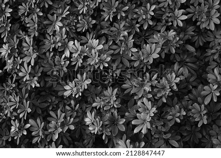 tropical leaves, abstract black and white leaves texture, nature background medium shot