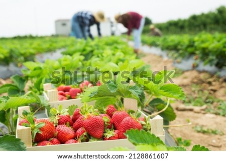 Crate full of freshly picked red strawberries standing at farm field, farmers picking berries on background Royalty-Free Stock Photo #2128861607