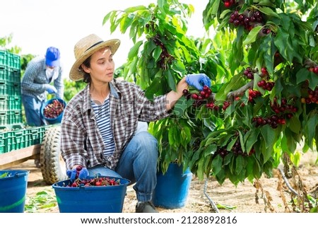 Skilled female farmer with team of workers gathering crop of ripe sweet cherry berries in summer orchard. Harvest time Royalty-Free Stock Photo #2128892816