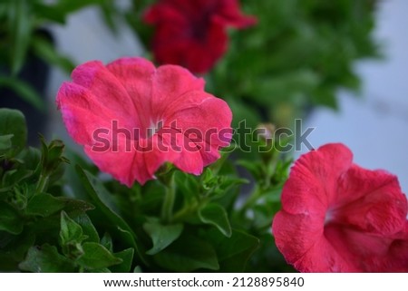 Beautiful pink petunia flower. The common garden petunia is an ornamental plant whose showy trumpet-shaped flowers make it popular for summer flower beds and window boxes.