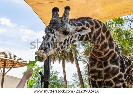 Feeding the Giraffe at the zoo. The hand of a girl with a leaf of lettuce in her hand and a giraffe gently takes a treat with her lips