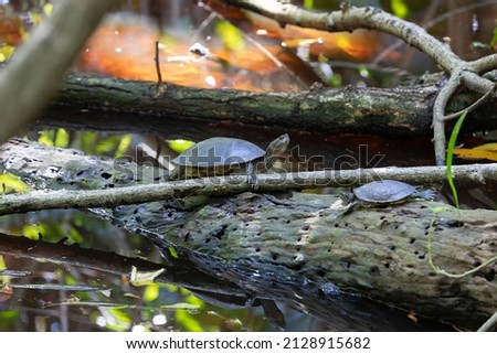 Turtles are on a tree trunk in small wild pond. Dominican Republic natural photo