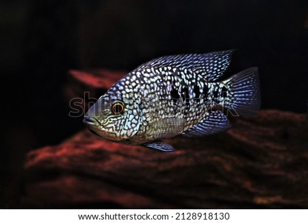 PEARLSCALE-CICHLID Stock Photos and Images - Avopix.com