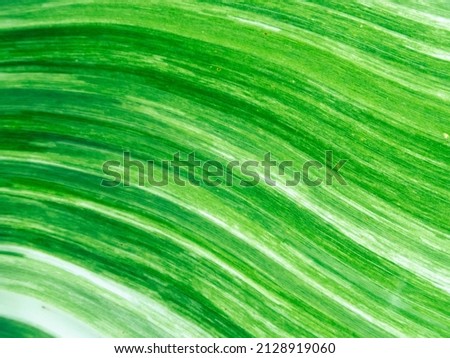 selective focus Spotted banana leaves Leaves of the banana plant alternate green with white. spotted banana leaf background image