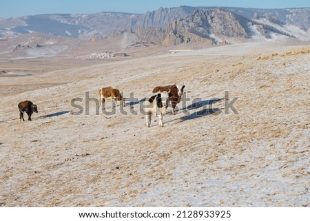 Herd of Horses at Gorkhi-Terelj National Park at Ulaanbaatar, Mongolia. Winter Jan 25, 2019.