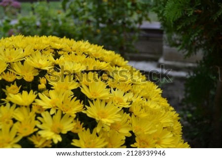 Yellow chrysanthemum multiflora as background with copy space.