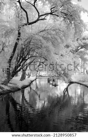 black and white Infrared photography Lumphini Park, White trees, Outdoor