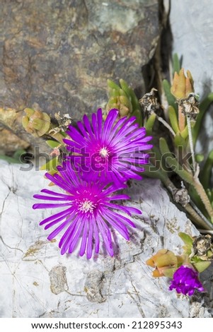Macro picture of two pink flowers, rocks background