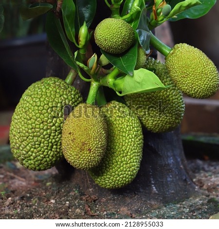 Jackfruit plant growing fertilely bear fruits in its lower trunk