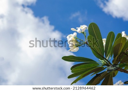 Plumeria is a flower in Thailand and shows in the picture is a white color with blue sky.