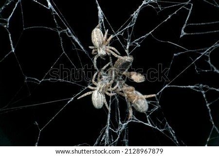 Social spiders, Stegodyphus lineatus with bug prey, Satara, Maharashtra, india