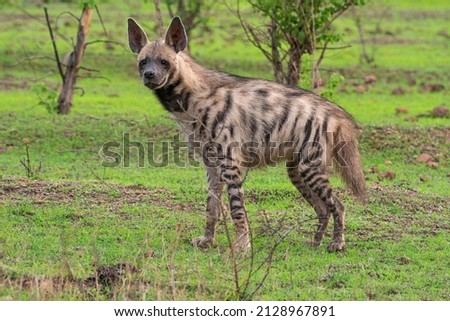 The striped hyena, Hyaena hyaena , Satara, Maharashtra, india.jpg Royalty-Free Stock Photo #2128967891