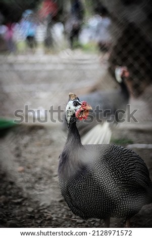Photo of helmeted guinea fowl in captivity throuh the fence in a small zoo in Palembang