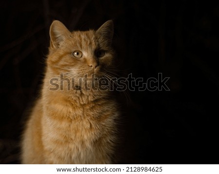 Ginger tabby cat of green eyes portrait on black background, cute  orange, fluffy, cat closeup.