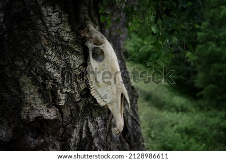 old horse skull hanging on tree, dark forest natural background. terrible, scary, death portrait concept