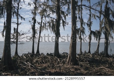 Cypress trees in front of a lake. Royalty-Free Stock Photo #2128995557