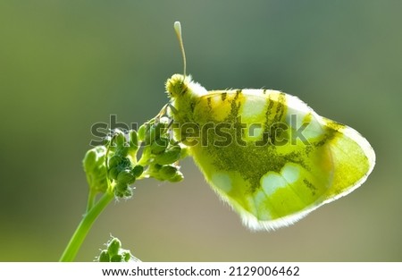 photos of butterflies feeding on flowers