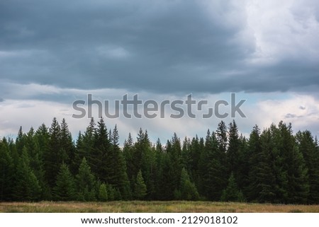 Dark atmospheric landscape with moody coniferous forest in overcast. Dark forest line under cloudy sky during rain. Sharp trees tops under rainy clouds. Pointed pines and pointy spruces in gloomy sky. Royalty-Free Stock Photo #2129018102