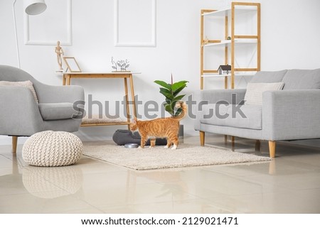 Interior of light living room with pet bed and cute red cat