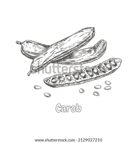 Hand drawn carob, pods and seeds. Superfood. Vector illustration isolated on white background.