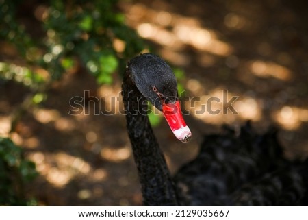 A close up portrait of the head and neck of an Black Swan.