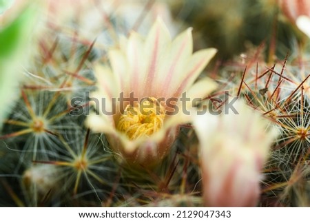 Pink and yellow cactus flowers
