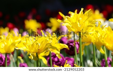 Blooming yellow tulips with selective focus on a lawn in spring time, flower banner large format 