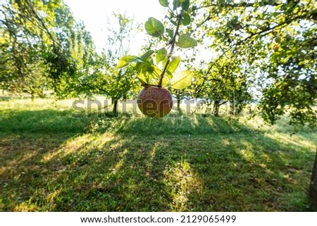southern german meadow orchard in sunshine