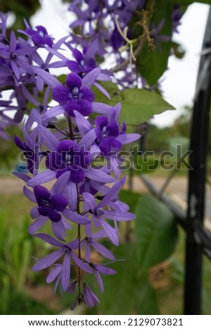 Selective focus of Petrea volubilis flower, commonly known as purple wreath, queen's wreath, sandpaper vine, and nilmani, is an evergreen flowering vine in the family Verbenaceae, violet flowers