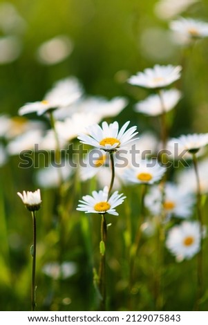 Wildflowers chamomile bloom in the field. Chamomile close-up. Selective focus. Chamomile field. Summer landscape