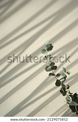 Natural green stylish eucalyptus leaf stem. Botanical element minimal against organic shadow overlay abstract texture background. Royalty-Free Stock Photo #2129075852