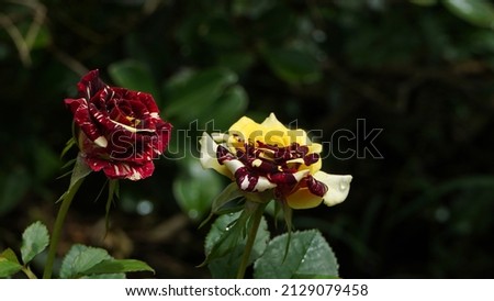 Two roses that have a beautiful pattern like the traditional "batik" craft from Indonesia.                               