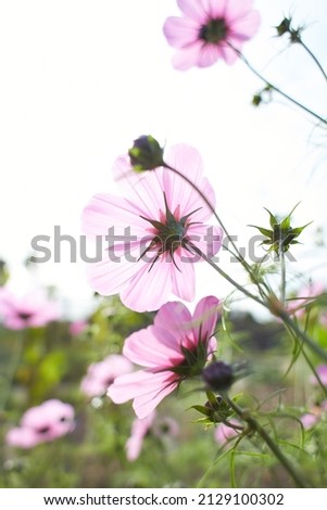 Beautiful closeup Cosmos flowering plant in the garden close up