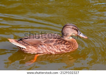 A beautiful wild duck swims in the water. Wild birds