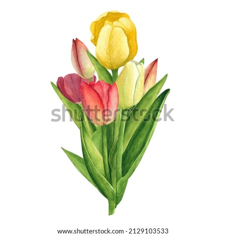 Tulips bouquet on white background. Watercolor hand drawing illustration. Art for decoration and design cards