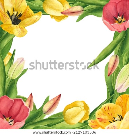 Tulips frame on white background. Watercolor hand drawing illustration. Art for decoration and design of printing