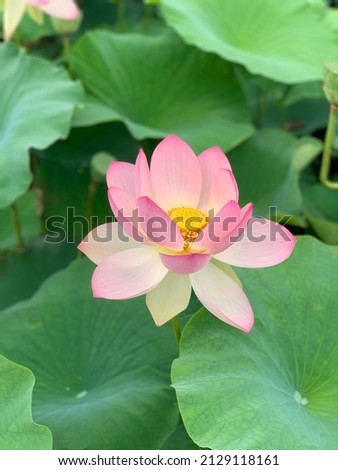 Lotus picture taken in Gangneung, Korea.