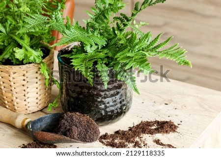 Indoor garden gardening Tools , soil and fern pots on the table prepare for  indoor decoration or small apartment, leisure concept Royalty-Free Stock Photo #2129118335